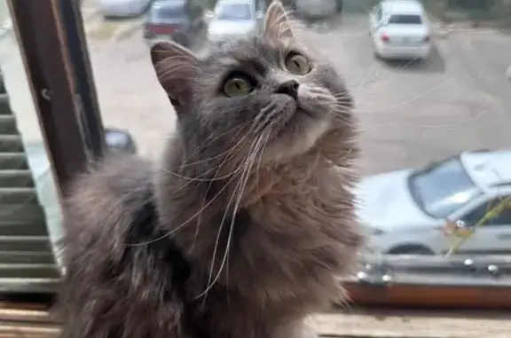 Пропала кошка, улица Славы, 7, Пенза - пугливая, откликается на Нюша - photo