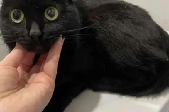 Найдена кошка, Пенза, фото: Найдена кошка, улица Беляева, городской округ Пенза - белые пятна на грудке и пузе