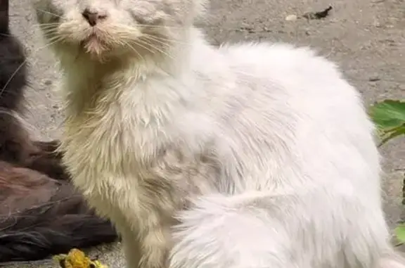 Пропал кот, Ереванская улица, 24 к1, Москва - мейн-кун с проблемами по здоровью - photo