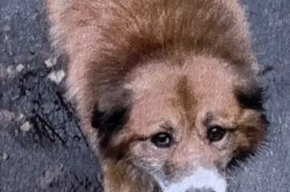 Пропал собака, мужской, Новочеркасский проспект, 14, Санкт-Петербург - рыжий длинношёрстный мальчик - photo