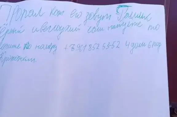 Пропал кот, Кропоткин, Краснодарский край - photo