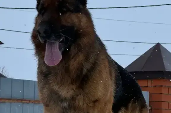 Собаки потеряшки, Казань, фото: Потеряшка собака, 4-я Зелёная улица, 17В, Казань - дружелюбный, не кусается