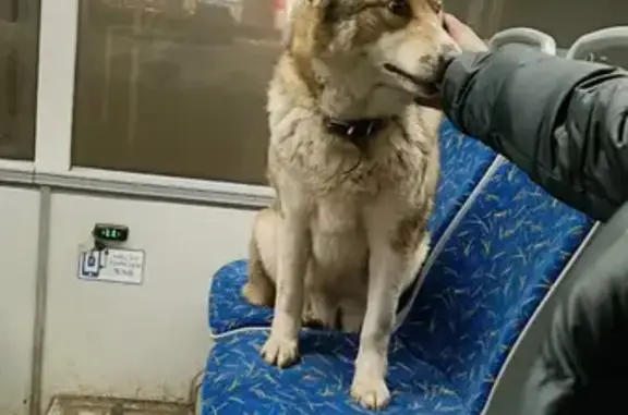 Найдена собака, Петрозаводск, фото: Найдена собака, женский пол, Пушкинская улица, 11, Петрозаводск