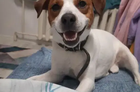 Пропал собака, мужской, улица Горького, 2, Медведево - коричневый ошейник - photo