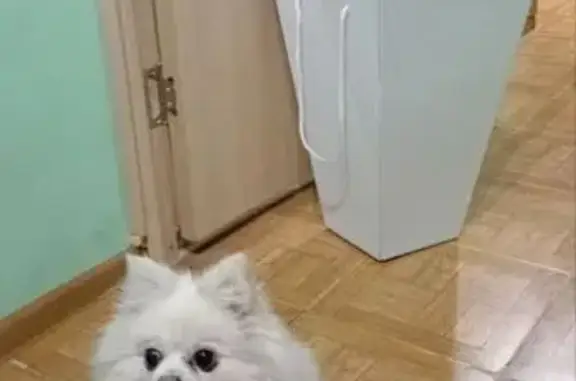 Пропала собака, девочка, улица Менжинского, 6 к3, Москва - немецкий белый шпиц - photo