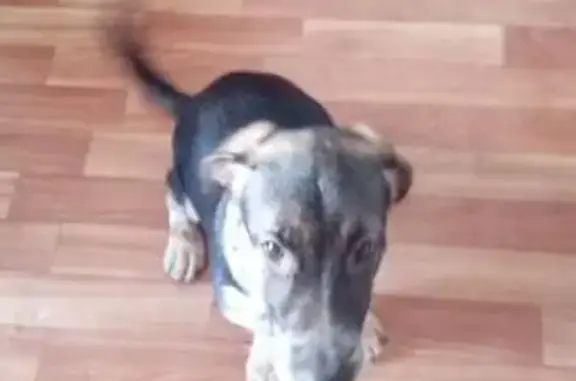 Найдена собака, Волжский, фото: Найдена собака, проспект Ленина, 120А, Волжский - гладкошёрстная с пятнистыми лапками