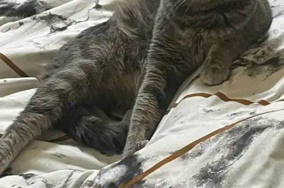 Кошки потеряшки, Пермь, фото: Потеряшка кот, улица Дружбы, 19, Пермь - светло-серый с белыми полосами