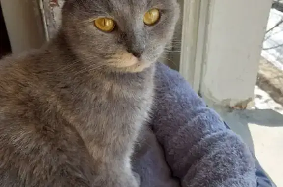 Найдена кошка, Подольск, фото: Найдена кошка, женский пол, ул. Энтузиастов 12, Подольск