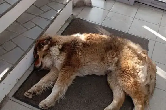 Найдена собака, Челябинск, фото: Найдена собака, автодорога Меридиан, Челябинск