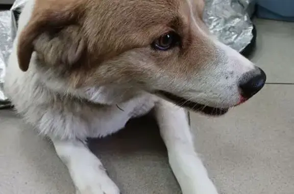 Найдена собака, Придорожный, фото: Найден собака, мужской, 37А-0004, Придорожный - белый окрас, рыжая мордочка