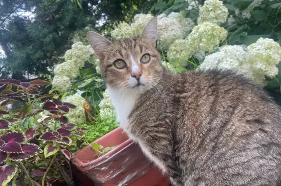 Пропал кот, 36, Голиково - застенчивый и пугливый - photo