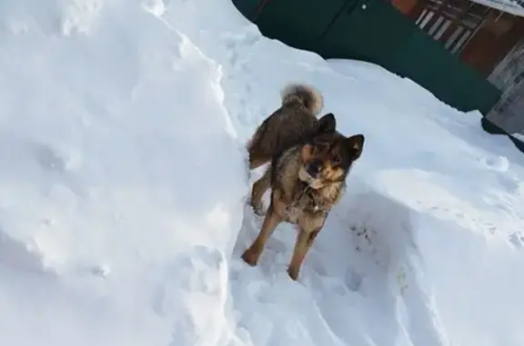 Найдена собака, Нагаево, фото: Найдена собака, Нагаево, Башкортостан - потерянный уже 2 дня