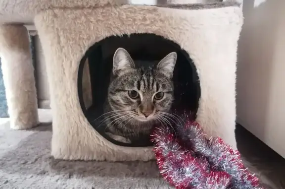 Пропал кот, улица Чехова, 85/17, Ставрополь - серо-коричневый в полоску - photo