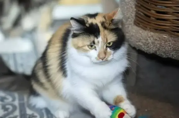 Найдена кошка, Подольск, фото: Найдена кошка, Подольск, Московская область - очень ласковая, но трусиха