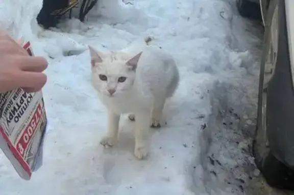 Найдена кошка, Йошкар-Ола, фото: Найден кот, Пролетарская улица, 45, Йошкар-Ола - белый с серым пятном