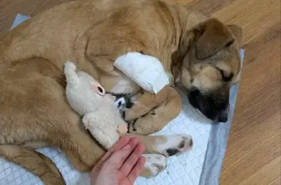 Найдена собака, Краснодар, фото: Найдена собака, женская, улица Памяти Чернобыльцев, 1, Краснодар - ухоженная, рыжий окрас