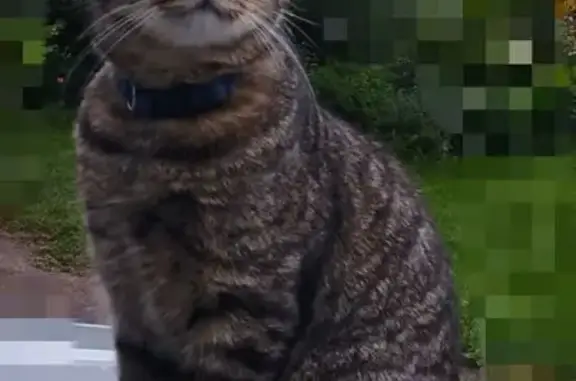 Пропал кот, Пыжово, Московская область - тёмно-серый полосатый - photo