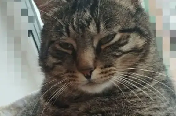Потерянные животные ище, фото: Пропал кот, Пыжово, Московская область - тёмно-серый полосатый