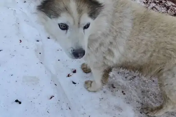 Найдена собака, Калязин, фото: Найден собака, улица Коминтерна, 49, Калязин - хаски с черным ошейником