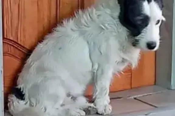 Пропал собака, улица Карла Либкнехта, 95, Белореченск - Джек Рассел терьер, много шерсти - photo