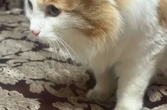 Найденные животные Абакан, фото: Найдена кошка, улица Стофато, 12, Абакан - бело-рыжий окрас