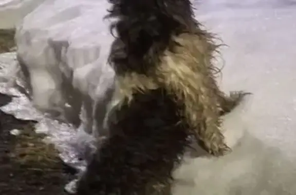 Найдена собака, Домнино, фото: Найден собака, ул. Горбатова, Домнино - серо-белого окраса, похож на пекинеса