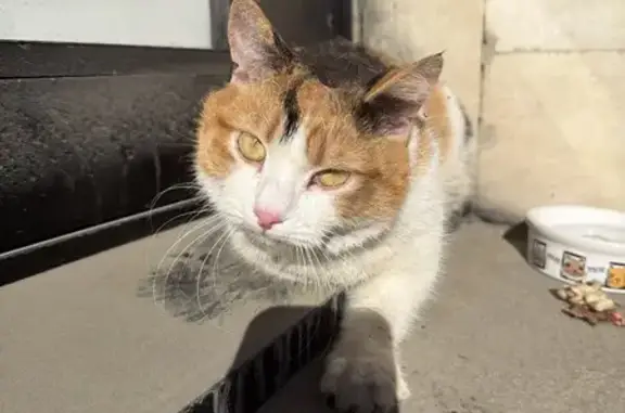 Найдена кошка, Санкт-Петербург, фото: Найдена кошка, Лиговский проспект, 215, Санкт-Петербург - трёхцветная и ласковая