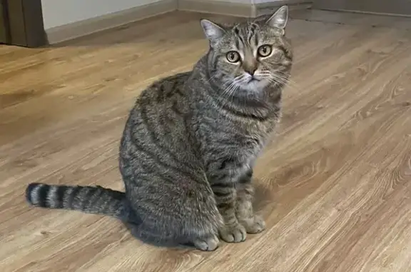 Пропал кот, Водоохранная улица, 43, Тула - полосатый окрас, похож на британца - photo