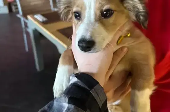 Найдена собака, Псков, фото: Найдена собака, улица Герцена, 7, Псков - женская особь с ошейником