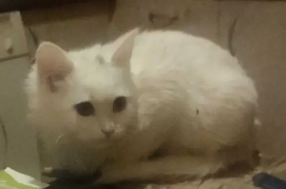 Пропал кот, улица Александра Солженицына, 11, Москва - белый с серым пятнышком - photo