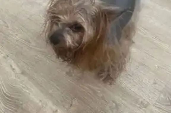 Собака бегала по дороге , мокрая , замерзшая , мальчик , возраст примерно 3 года , окрас серый с рыжим , длинноволосый ,