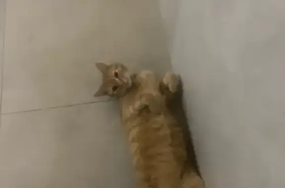 Пропал кот, коттеджный посёлок Новое Семибратское, Московская область - рыжий с синим ошейником - photo