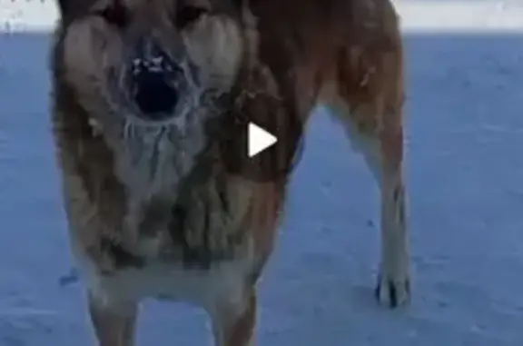 Пропал собака, улица Новостройка, 61, Верхняя Добринка - рыжий, дружелюбный - photo