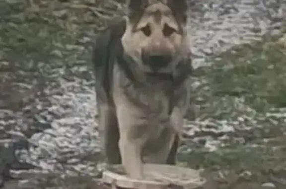 Пропала собака, Беловский район - выбежала со двора - photo