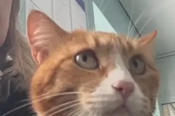 Потерянные животные Клинцы, фото: Пропал кот, Семейная улица, Клинцы - рыжий с белым галстуком