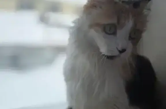 Пропала кошка, Маслянино, Новосибирская область - трёхцветная и пушистая - photo