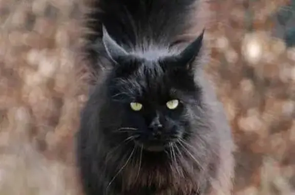 Кошки потеряшки, Чита, фото: Потеряшка кошка, Кирпичная улица, Чита - длинношерстная с пушистым хвостом