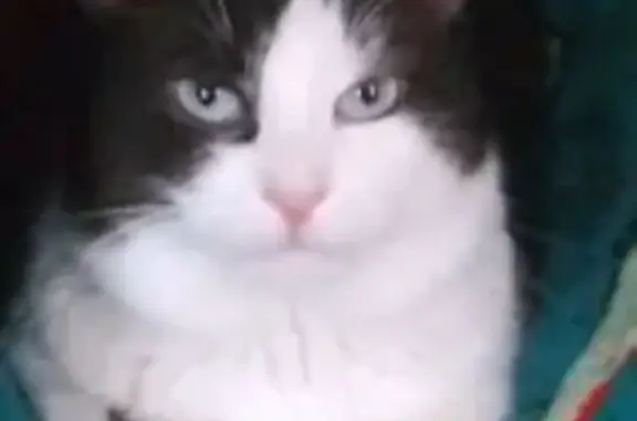 Пропал кот, Малая Революционная улица, Балашов - голубые глаза - photo