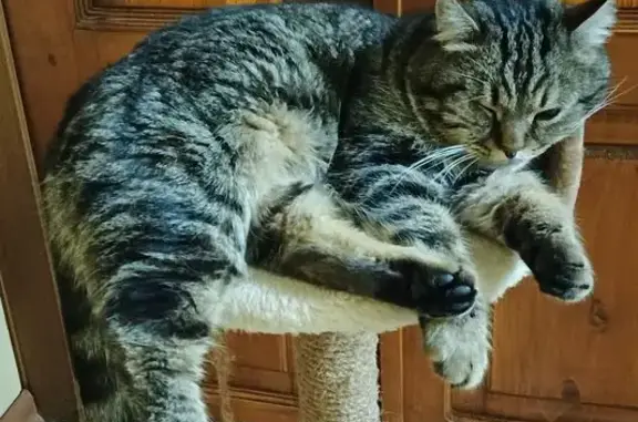 Пропал кот, улица Блинова, 34, Михайловка - крупный, похож на британца - photo