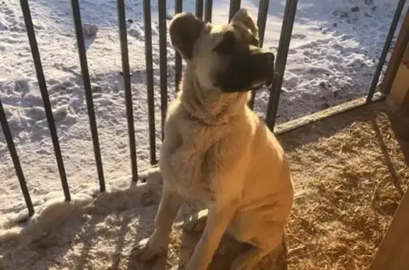 Пропал собака, Солонцовский сельсовет, Красноярский край - алабай, мальчик, 8 месяцев - photo