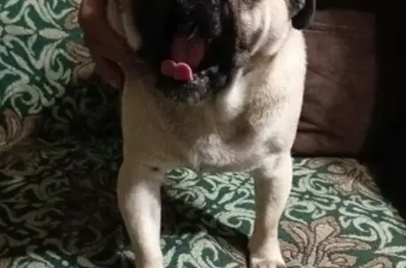 Найдена собака, Прокопьевск, фото: Найден собака, улица Кайгородова, Прокопьевск - окрас характерный для породы мопс