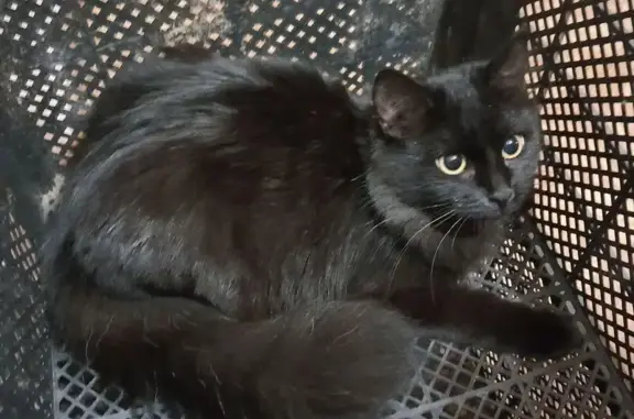 Пропала кошка, улица Ладыженского, 24, Асбест - домашняя, чёрная шерсть - photo