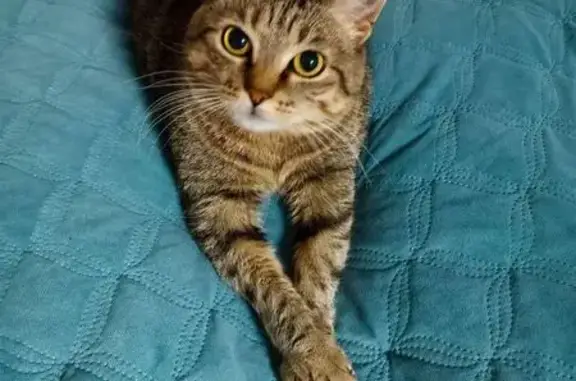 Пропала кошка, улица Куйбышева, 69, Нижний Новгород - пугливая - photo