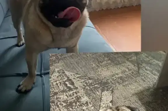 Пропал собака, улица Пугачёва, Вологда - photo