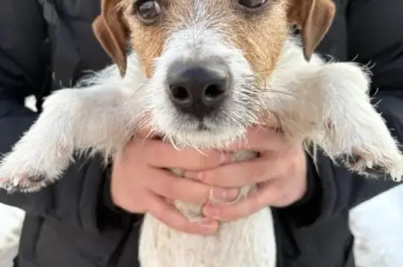 Найдена собака, Уфа, фото: Найдена собака, улица Кутузова, 44, Уфа - небольшого размера