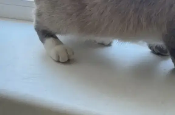 Найдена кошка, Брянск, фото: Найдена кошка, Авиационная улица, Брянск - серый окрас, голубые глаза