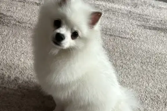 Пропала собака, улица Сургуладзе, Минусинск - белая шпиц со стразами на ушках - photo