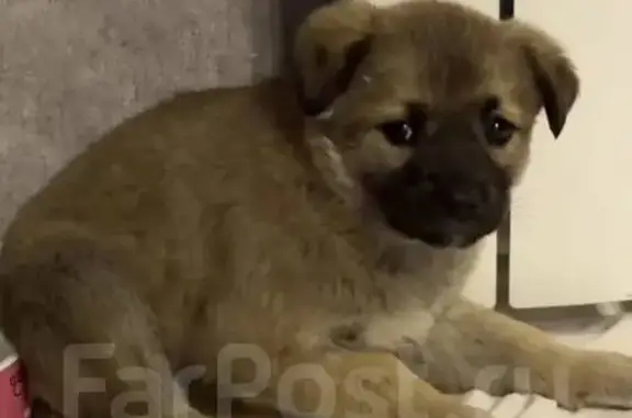 Найдена собака, Владивосток, фото: Найдена собака, улица Тухачевского, 60, Владивосток - щенок-девочка, 2 месяца