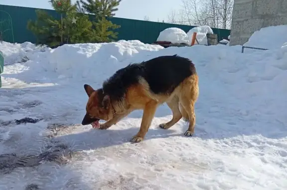 Найдена собака, Заболотье, фото: Найдена собака, улица Фрегатная, Заболотье - пугливая, но очень ласковая девочка