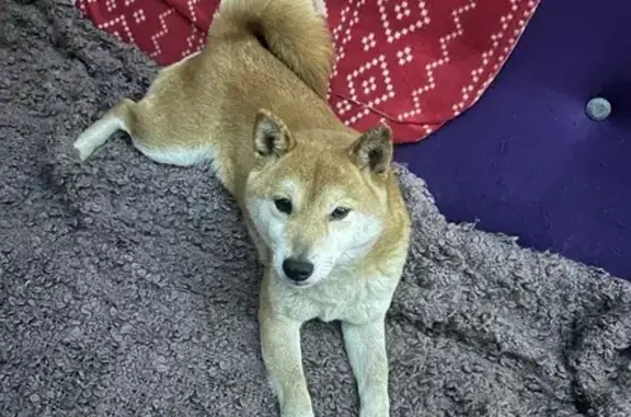 Найдена собака, Темрюк, фото: Найдена собака, улица Ленина, 49, Темрюк - порода Сибу-ина